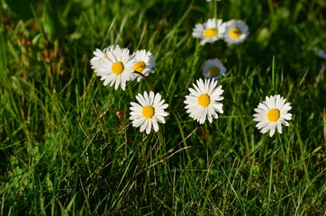Bellis perennis