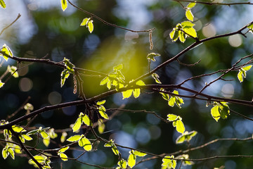 Green leaves rise at spring
