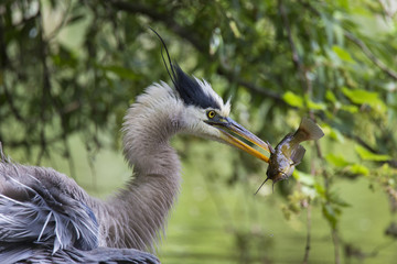 Grey great heron fishinng