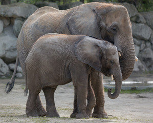 two elephants playing and walking together