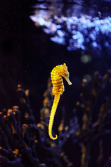 Closeup seahorse swimming in colorful coral reef.