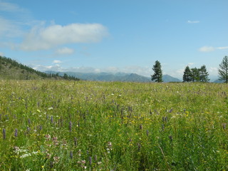 Mountain meadow