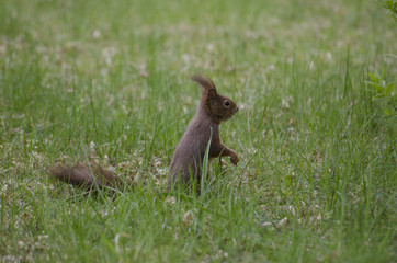 Squirrel is looking out Easter
