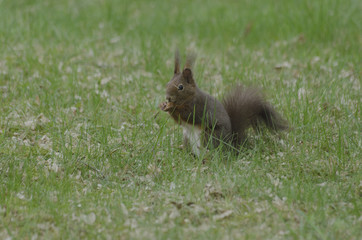 Feasting squirrel