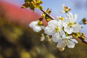 Kirschblüten im Frühling