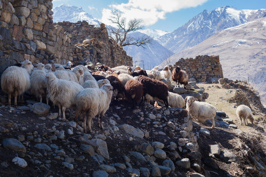 Sheeps and goats in the mountain village. Valley Fiagdon, North Osetya, Russia.