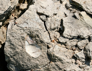 The shell impression in the big stone
