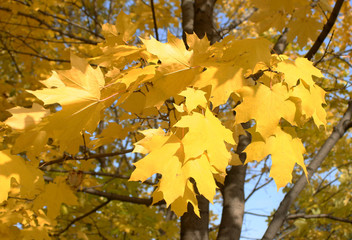 The yellow maple leaves in in Moscow in the autumn