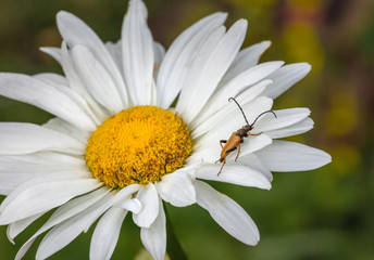 Speckled beetle sits on Daisy