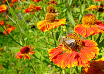 The orange marigolds and the bumblebee in autumn