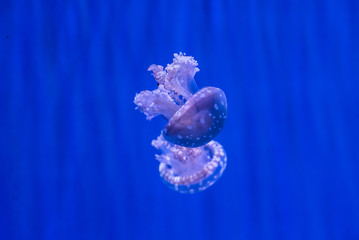 jellyfish with blue background