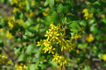 Porzeczka złota - Ribes aureum