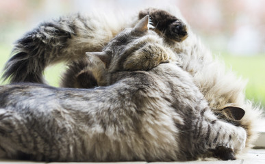 cat playing in the garden, siberian breed