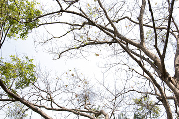 branch of tree,brown color of treetop,isolated on white