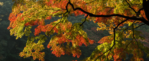 Foliage in Japan