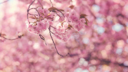 Spring Japanese Cherry blossoms  