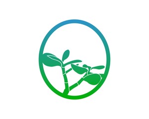 plant, tree, Crassula ovata, Jade Tree