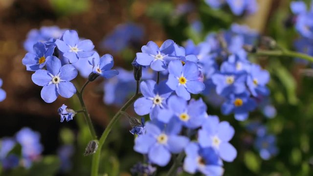 Wood Forget-me-not
