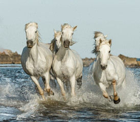 White Camargue Horses galloping along the beach in Parc Regional de Camargue - Provence, France - 143996713