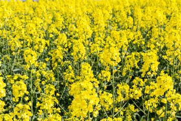 Obraz premium Canola/Oilseed Rape Field