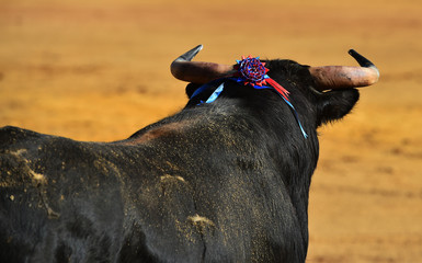 bull