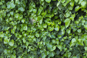 siepe con posta2-Exposure