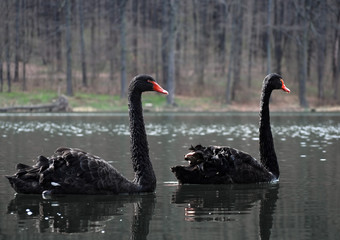 Black swans at lake sweaming slowly