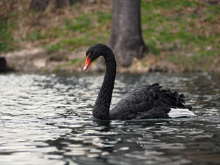 Black swan at the dark lake sweaming slowly