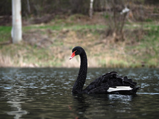 Black swan at the lake sweaming and looking at camera