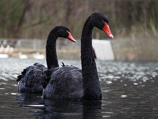 Black swans at the lake sweaming pair