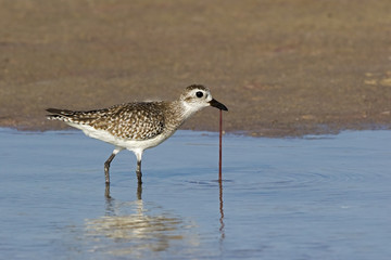 A Sandpiper (Scolopacidae) pulls a blood  worm (Glycera) from the sand at Fort Desoto Park near St. Pete Beach, Florida