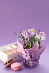 Obraz na płótnie Canvas Festive spring composition with crocuses pot and box of macarons on purple background