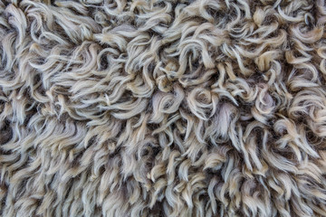 Wool background, closeup of a sheepskin