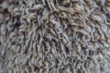 Wool background, closeup of a sheepskin