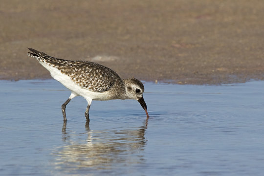 A Sandpiper (Scolopacidae) pulls a blood  worm (Glycera) from the sand at Fort Desoto Park near St. Pete Beach, Florida