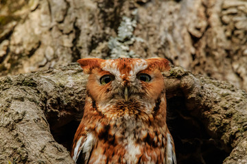 EASTERN SCREECH OWL