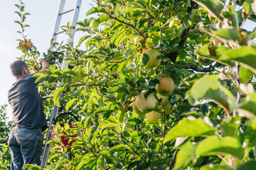 Farmer picking and selecting golden apples