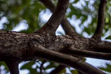 Arbol tronquito