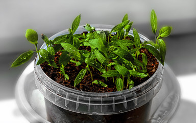 seedlings of eggplant, tomato and sweet pepper growing in a transparent container on the window