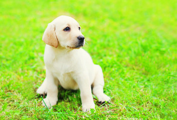 Cute dog puppy Labrador Retriever is sitting on a green grass in profile and looking away