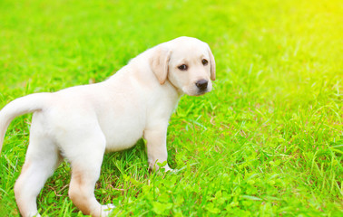 Cute dog puppy Labrador Retriever is walking on the grass in sunny summer day