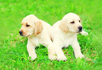 Cute two puppies dogs Labrador Retriever are lying together on the grass