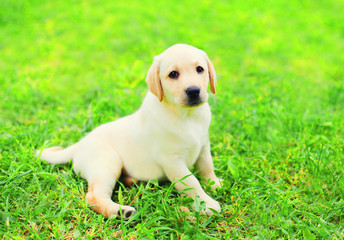 Dog puppy Labrador Retriever is lying resting on the grass in summer day