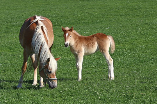Kleines Haflinger-Fohlen mit Mutter
