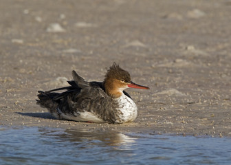 A common Merganzer duck (Mergus merganser) rests on the sand at Fort Desoto Park near St. Pete Beach, Florida.