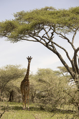 Fototapeta premium Standing giraffe in Serengeti, Tanzania