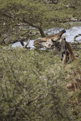 Giraffe feeding in acacia treetop Serengeti, Tanzania