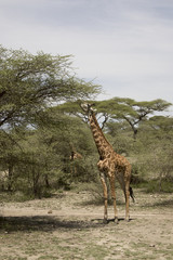 Giraffe feeding in Serengeti, Tanzania