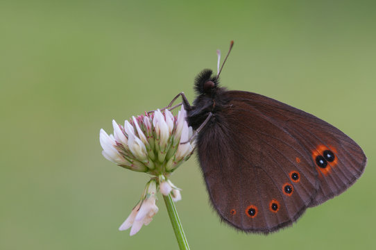 Erebia medusa, Parco Antola, Vobbia, Italy