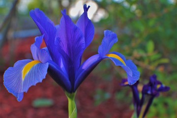 Japanese Iris blue side